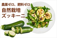 農薬ゼロ、肥料ゼロ、自然栽培「ズッキーニ」【1本】埼玉県産/クール便（出荷期間6/2-6/5）