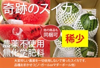 農薬ゼロ、奇跡のスイカ【小玉1玉】徳島県産/農薬を一切使用せず、無化学肥料で栽培されました。クール便（出荷期間6/23-6/26）