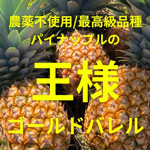 最高級品種パイナップルの王様「ゴールドバレル」【大サイズ/1.3-1.6kg】農薬化学肥料も使用しない奇跡のパイナップル、沖縄自然農法、クール便（出荷期間6/30-7/3）