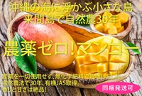 農薬ゼロ！農薬不使用、無化学肥料の沖縄県産マンゴー【2-3玉入り/700g以上】有機JAS認証付き　※クール便（出荷期間7/7-7/10）