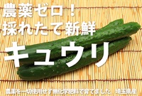 農薬ゼロ！無化学肥料の採れたて新鮮「キュウリ」【1パック2本入り】埼玉県小野農園産 ※クール便（出荷期間7/7-7/10）