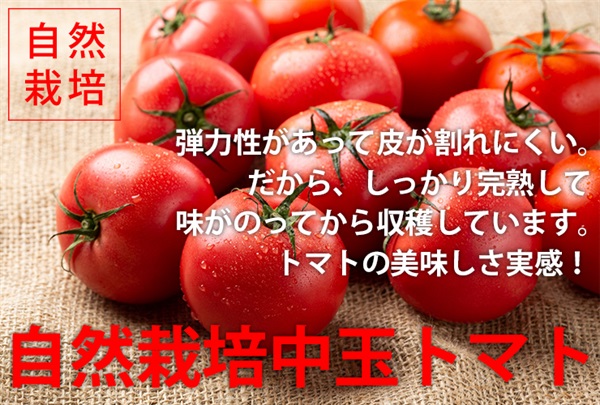 農薬ゼロ、肥料ゼロ、自然栽培「中玉トマト（メニーナ）」【約300g/中玉3玉または大きめ2玉】皮に弾力性があって破れにくいからしっかり完熟してから収穫で美味しい/クール便（出荷期間7/14-7/17）