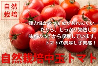 農薬ゼロ、肥料ゼロ、自然栽培「中玉トマト（メニーナ）」【約300g/中玉3玉または大きめ2玉】皮に弾力性があって破れにくいからしっかり完熟してから収穫で美味しい/クール便（出荷期間7/14-7/17）