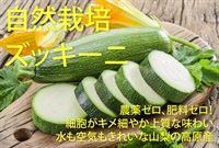 【残り4本】農薬ゼロ、肥料ゼロ！「自然栽培のズッキーニ」【1本】水も空気もきれいな、山梨の高原野菜　クール便（出荷期間7/14-7/14）