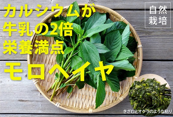 【残り10セット】農薬ゼロ、肥料ゼロ、自然栽培のモロヘイヤ【約100g】牛乳の2倍のカルシウムで栄養満点/愛知県産/クール便（出荷期間7/14-7/14）