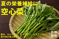 【残り8セット】農薬ゼロ！採れたて新鮮！「空心菜」【約120g】夏場に欠かせい栄養がギュと詰まった野菜/埼玉県いなぽこファーム産/クール便（出荷期間7/14-7/14）