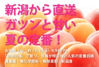 【産地直送】夏の定番、桃専業農家の「とにかく甘い」減農薬・無化学肥料・無除草剤の「白桃(ピーチ)」【5kg/15～20玉】 2点で送料無料 7-10日程度で出荷