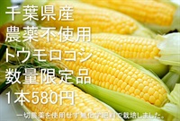 農薬不使用「トウモロコシ」【1本】千葉県産/無化学肥料　クール便（出荷期間7/21-7/24）