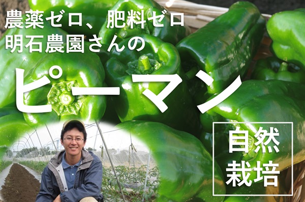 農薬ゼロ、肥料ゼロ、自然栽培の固定種「ピーマン」【約150g】埼玉県明石農園産　クール便（出荷期間7/28-7/31）