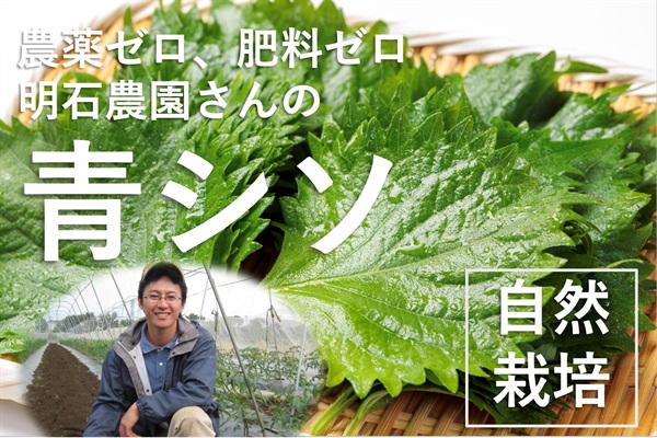 農薬ゼロ、肥料ゼロ、香りのいい、自然栽培の固定種「青シソ」【10枚】埼玉県明石農園産　クール便（出荷期間7/28-7/31）