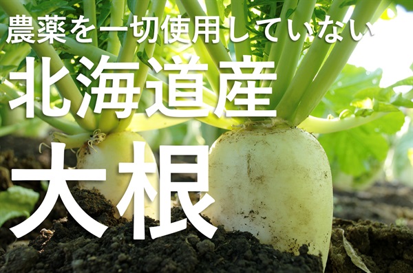 農薬不使用（一切使用せず）無化学肥料の北海道産「大根」【1本】※葉切り/土付き　クール便（出荷期間7/28-7/31）