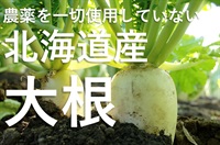 農薬不使用（一切使用せず）無化学肥料の北海道産「大根」【1本】※葉切り/土付き　クール便（出荷期間7/28-7/31）
