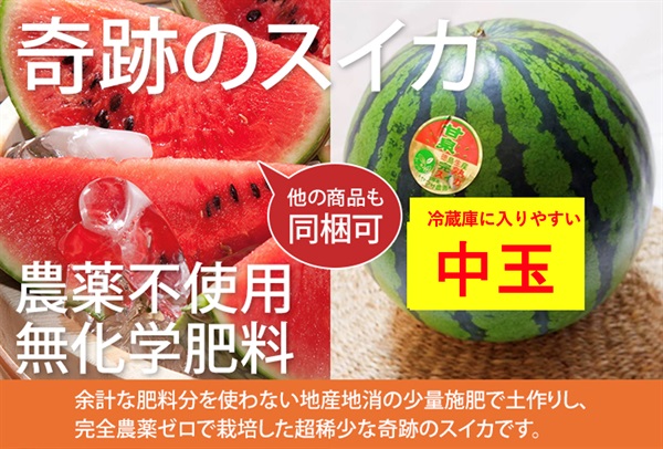 超稀少！農薬ゼロ、奇跡のスイカ「甘泉」冷蔵庫に入りやすい【大きめの中玉1玉（2.5-3.5kg）】徳島県産/農薬不使用、無化学肥料/クール便（出荷期間7/28-7/31））