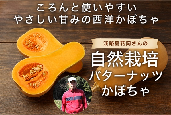 農薬ゼロ、肥料ゼロ、淡路島・花岡さんの自然栽培 バターナッツかぼちゃ（1玉）ころんと使いやすい、やさしい甘みのかぼちゃです。/常温発送可（出荷期間8/4-8/7）