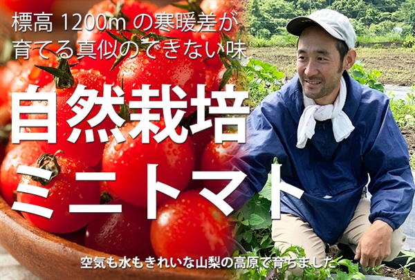農薬ゼロ、肥料ゼロ！自然栽培ミニトマト【たっぷり500ｇ】チーム山梨（小黒さん諸橋さん）標高1200mの寒暖差でウマい/ クール便(出荷期間8/4-8/7）