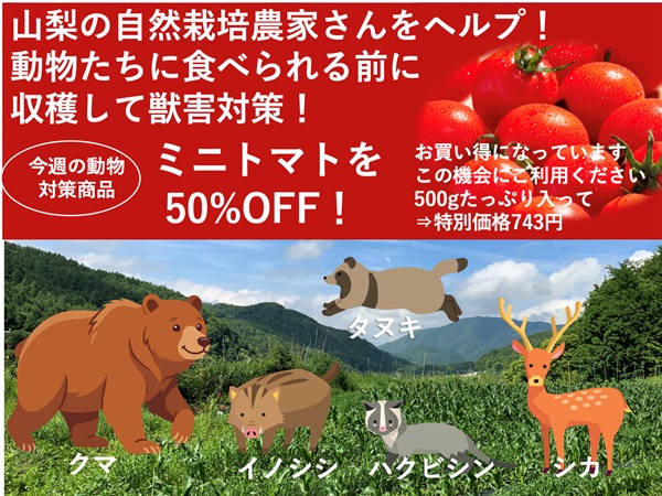 獣害対策で半額、通常1400円台の商品を特価743円で! 農薬ゼロ、肥料ゼロ！自然栽培ミニトマト【たっぷり500ｇ】チーム山梨（小黒さん諸橋さん）/ クール便(出荷期間8/11/8/14）