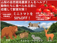 獣害対策で半額、通常1400円台の商品を特価743円で! 農薬ゼロ、肥料ゼロ！自然栽培ミニトマト【たっぷり500ｇ】チーム山梨（小黒さん諸橋さん）/ クール便(出荷期間8/11/8/14）