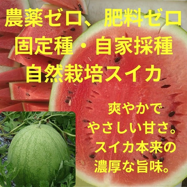 【送料無料】先着50玉限定！農薬ゼロ、肥料ゼロ、固定種・自家採種、自然栽培の奇跡のスイカ【1玉（4-5kg）×2玉入り】埼玉県明石農園産　スイカのみの専用出荷/常温発送（出荷期間8/25-8/28）