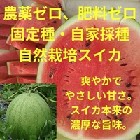 【送料無料】先着50玉限定！農薬ゼロ、肥料ゼロ、固定種・自家採種、自然栽培の奇跡のスイカ【1玉（4-5kg）×2玉入り】埼玉県明石農園産　スイカのみの専用出荷/常温発送（出荷期間8/18-8/21）