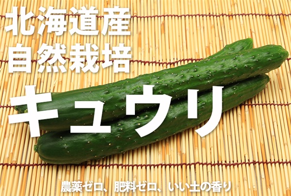 北海道産の木村式自然栽培キュウリ【1パック2本入り】農薬ゼロ、肥料ゼロ、自然栽培13年目の北の大地、Seedさん 農福連携 ※クール便（出荷期間8/18-8/21）