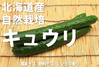 北海道産の木村式自然栽培キュウリ【1パック2本入り】農薬ゼロ、肥料ゼロ、自然栽培13年目の北の大地、Seedさん 農福連携 ※クール便（出荷期間8/18-8/21）
