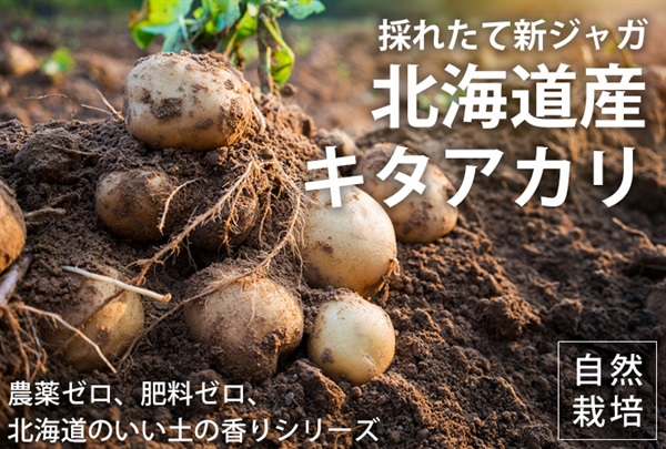北海道産の木村式自然栽培ジャガイモ「きたあかかり」【約1kg】農薬ゼロ、肥料ゼロ、自然栽培13年目の北の大地、Seedさん 農福連携 ※クール便（出荷期間8/18-8/21）