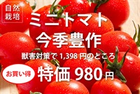 獣害対策で1398円⇒お買い得価格の980円！ 農薬ゼロ、肥料ゼロ！自然栽培ミニトマト【たっぷり500ｇ】チーム山梨※ クール便(出荷期間8/18-8/21）