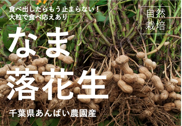農薬ゼロ、肥料ゼロ、自然栽培の「なま落花生」【200g】大粒で食べ応えあり、塩茹でするだけでハマる美味しさ。あんばい農園さん(千葉県)※クール便（出荷期間8/25-8/28）