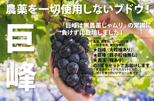 【木曜出荷まで】農薬ゼロ！「奇跡の巨峰」2房と黄玉（グリーン系）1房のコンビネーションブドウ【約1kg（3房入り）】あすか農園さん(茨城県)/クール便（出荷期間9/15-9/17）