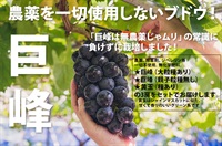 【木曜出荷まで】農薬ゼロ！「奇跡の巨峰」2房と黄玉（グリーン系）1房のコンビネーションブドウ【約1kg（3房入り）】あすか農園さん(茨城県)/クール便（出荷期間9/15-9/17）