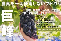 タイムセール特価1380円【木曜出荷】農薬ゼロ奇跡の巨峰メインのミックスブドウ/房無しで粒だけをプラスチックケースに詰めたお手頃タイプ【約350g】茨城産/クール便（出荷日9/10）
