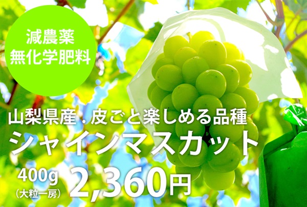 減農薬、無化学肥料の「シャインマスカット」【大1房/400g入り】山梨県産、皮ごと食べられる品種です。クール便（出荷期間9/15-9/18）