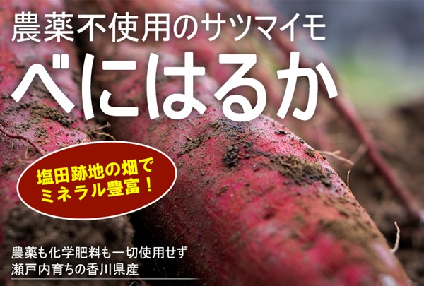 人気のサツマイモ、農薬不使用、無化学肥料の「べにはるか」【500g】常温発送可（出荷期間9/15-9/18）