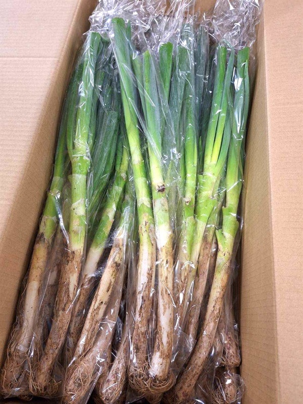 【残り1セット・木曜出荷まで】農薬不使用、無化学肥料の「長ネギ（土付き）」【約300g(2-3本）】タテノファームさん(山梨県)※クール便（出荷期間10/27-10/30）
