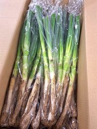 【木曜出荷まで】農薬不使用、無化学肥料の「長ネギ（土付き）」【約300g(2-3本）】山梨県産、クール便（出荷期間10/13-10/16）