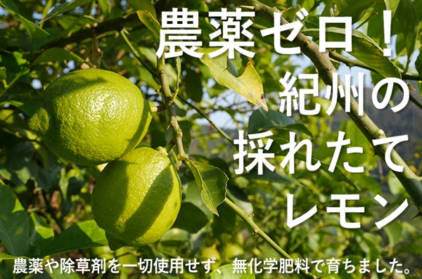   農薬ゼロ！農薬不使用で無化学肥料の採れたて「レモン」【秀品約500g】グリーンジャンクションさん(和歌山県)※クール便（出荷期間9/29-10/2） 