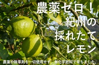   農薬ゼロ！農薬不使用で無化学肥料の採れたて「レモン」【秀品約500g】グリーンジャンクションさん(和歌山県)※クール便（出荷期間9/29-10/2） 