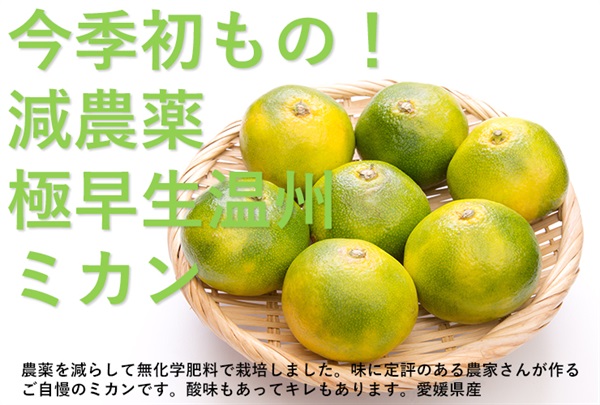 今季初もの！酸味も楽しめる！しっかりキレのある甘さ！極早生温州みかん【約1kg/10玉程度】無茶々園さん(愛媛県)減農薬/無化学肥料 ※常温発送可（出荷期間9/29-10/2）