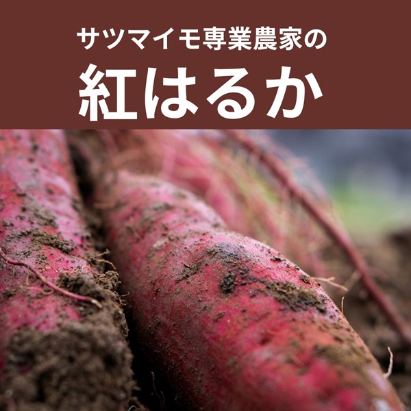 【残り6セット】さつまいも専業農家の自然栽培のサツマイモ「紅はるか」【約500g】かち農園さん(千葉県) ※常温発送可（出荷期間10/27-10/30）