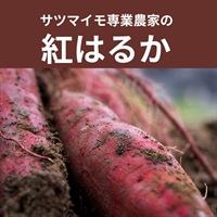 【残り6セット】さつまいも専業農家の自然栽培のサツマイモ「紅はるか」【約500g】かち農園さん(千葉県) ※常温発送可（出荷期間10/27-10/30）