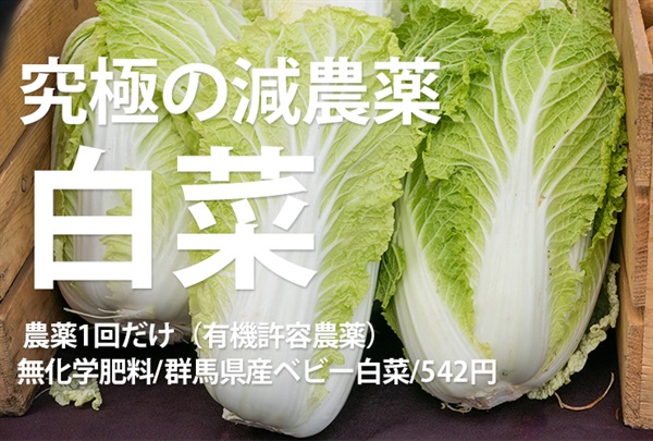 減農薬（有機許容農薬1回のみ使用）無化学肥料の白菜（やわらかくて食べやすいベビー白菜）【1玉 約300〜500g程度】くらぶち草の会さん(群馬県)（出荷期間10/20-10/23）※クール便