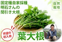 固定種自家採種、自然栽培の間引き大根（葉大根）【1パック(約180g)】明石農園さん(埼玉県)※クール便発送（出荷期間10/26-10/30）
