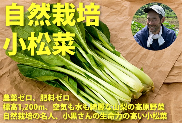 エグミ無し、雑味無し！小黒さんの農薬ゼロ、肥料ゼロ、自然栽培の「小松菜」【1袋200g程度】標高1200メーター山梨県の高原野菜 クール便（出荷期間10/26-10/30）