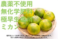 農薬不使用、無化学肥料の」極早生温州みかん」【約1kg】とびしま農園さん（広島県）※常温発送可（出荷期間10/27-10/30）