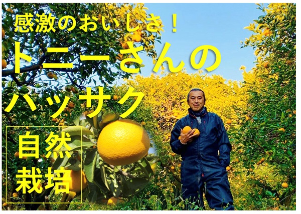 農薬0ゼロ、肥料0ゼロ、トニーさんのFRESHハッサク【良品2kg】房の一粒一粒までみなぎるおいしさ！常温発送（出荷期間1/27-1/30）