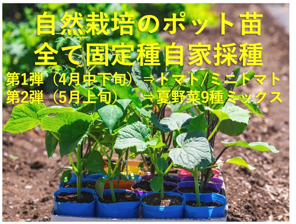 第1弾⇒固定種自家採種、自然栽培のポット苗「トマト9苗」/4月中旬から下旬発送（発送日お任せ）/専用出荷.同梱不可/お届け不可の地域（中一日のため）⇒北海道.九州.中四国.沖縄