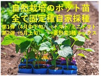 第1弾⇒固定種自家採種、自然栽培のポット苗「トマト5苗+ミニトマト4苗」合計9苗/4月中旬から下旬発送（発送日お任せ）/専用出荷.同梱不可/お届け不可の地域（中一日のため）⇒北海道.九州.中四国.沖縄