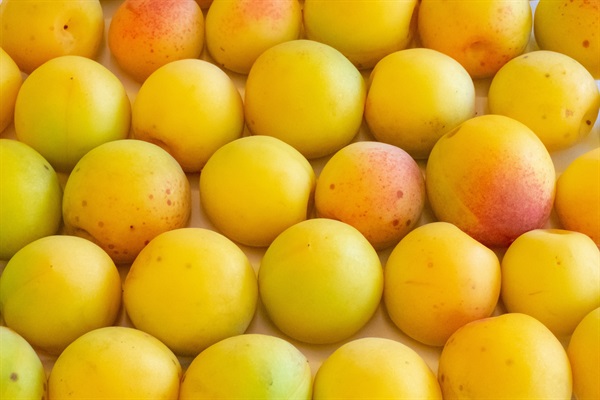 自然栽培「南高梅」の黄梅（生梅）梅干用などに活用ください【1kg】～農薬・肥料・除草剤、全て不使用/産地おまかせ＜島根（離島）、和歌山、岡山＞【クール便/出荷期間:6月下旬から7月下旬】