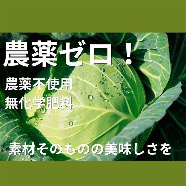 農薬ゼロ！農薬完全不使用、無化学肥料「キャベツ」【1玉】くらぶち草の会(群馬県)※クール便（出荷期間11/3-11/6）